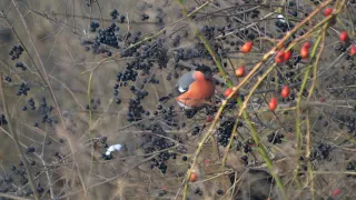 Gile i owoce ligustra Bullfinches  (Pyrrhula pyrrhula) and ligustrum fruit