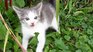 Kitten hissing at me because the first time he saw a man