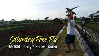 Saturday Free Fly | urban extreme spot | #bigTom #Gerry #Harley #Queen | macaw freeflight