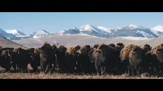 Bison Boys - Official Trailer