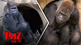 Welcome to the Cincinnati Zoo, Mshindi | TMZ TV