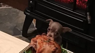 A Dog Thanksgiving