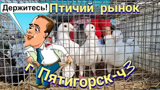 Pigeons prices bird market Pyatigorsk-ch3