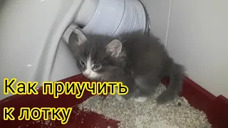 Как приучить котенка к лотку