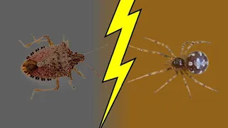 Spider vs Shieldbug