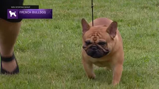 French Bulldogs | Breed Judging 2021