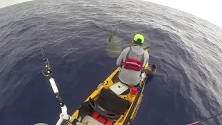 Original - Tiger Shark Bumps into Kayak while fishing in hawaii - Original Clip  #TigerSharkBUMP