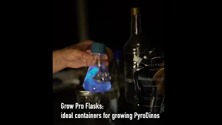 Growing The Glow: DIY Guide to Cultivating Your Own PyroDinos (bioluminescent plankton)
