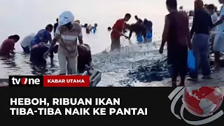 Fenomena Ribuan Ikan Naik ke Pantai, Pertanda Apa? | Kabar Utama tvOne