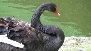 Лебеді у Стрийському парку