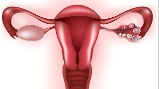 Human Physiology - Reproduction: Overview of the Menstrual Cycle