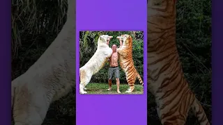 EL LIGRE, un híbrido entre un León y una tigresa! Curiosity cosas que no sabías
