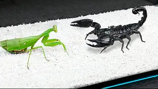 WHAT IF THE MANTIS SEES SCORPION
