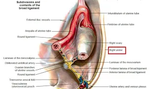 (Surgical Tips) - Surgical anatomy of ureter in female