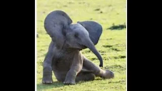 Baby Elephant Walk (H. Mancini)