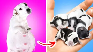 I Found a Pregnant Dog! Best Hacks for Pet Owners