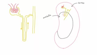 Cortical vs. Juxtamedullary Nephrons in the Kidney