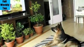 Top Funny Animals Compilation 2013 - 2014