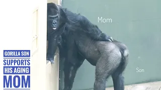 Male Gorilla Caring for His Elderly Mother | The Shabani Group