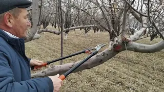 Даракты туура бутаганды билесизби? Баткен шаары