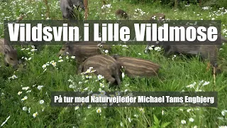 Vildsvin i Lille Vildmose - på tur med naturvejleder Michael Tams Engbjerg