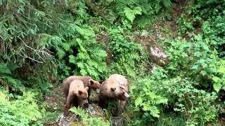 Brown Bear Cubs Anan Creek