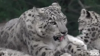 Melbourne Zoo Snow Leopard cubs grow up!
