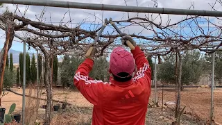 HOW TO PRUNE THE VINE FOR TABLE GRAPE 🍇🍇 | WHAT YOU NEED TO KNOW 👀👌| LIVING IN THE MAJUELO