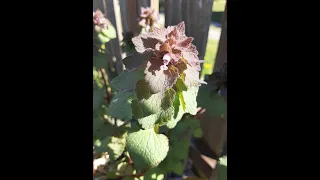 Edible & Medicinal Plants of the Northwest; Plant Profile: Purple Dead Nettle (Lamium Purpureum L.)