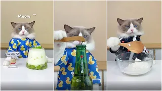 Cats make food 2022 "That Little Puff" Tiktok Compilation New #40