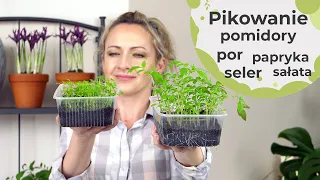 Pikowanie warzyw. O czym należy pamiętać przy pikowaniu?