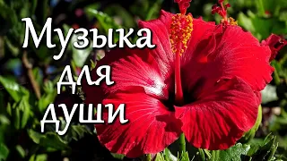 Красивая музыка для души. Тропики - Музыка Сергея Чекалина. Музыка для хорошего настроения.