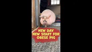 Obese Pig Paulie's Weight Loss Journey #youtubeshorts