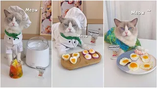 that little puff Tiktok Compilation | Super chef cat P4