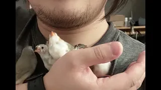 Baby zebra finches