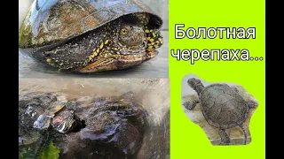 Болотная черепаха... Чем питается и где обитает.