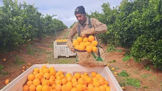 working in 🇦🇺 australia picking oranges from 🇹🇱 Timor Leste  😎