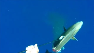 SHARK: Takes Half of Diver's Fish!  May 2015