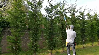 How To TRAIN and Trim A Young CONIFER HEDGE