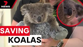 New hope to place more Koalas into the wild | 7 News Australia