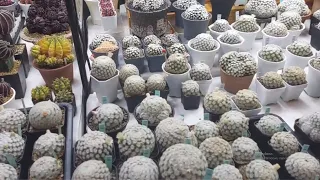 Ярмарка Cactus BaanBaan Fair, весна 2024