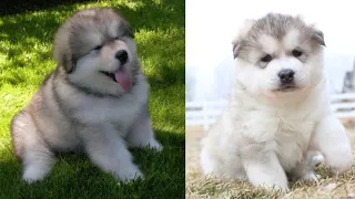 Aww Funny And Cute Baby Alaskan Malamute Puppies Compilation ll Best Cute Animals Video