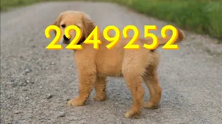 Numbers 1 to 4000000 (Dog Edition)