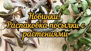 новинки, распаковка посылки с растениями