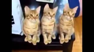 Funny Cats Compilation 2014   18 Min HD !