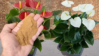 Just 1 tablespoon makes Anthurium burst out of bloom (any plant)