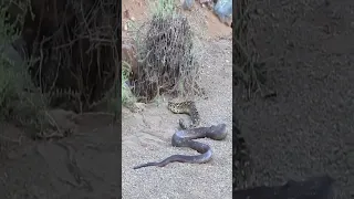 Cobra vs Puff Adder - Snake bite#snake  #cobra  #chicken  #bestvideo  #animals  #foryou #shorts