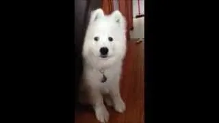 Samoyed Puppy - Otto - Howling