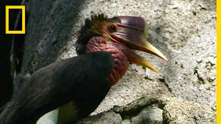 Inside the Mission to Save the Rare Helmeted Hornbill From Poachers | National Geographic