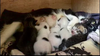 The Mother Cat Brought Her Five Kittens to My House